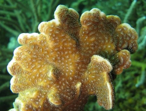 Leaf coral (Pavona decussata)