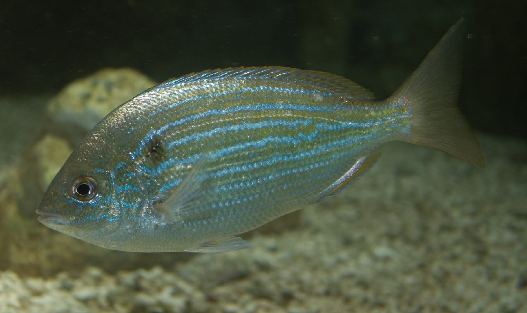 Sar salème (Lagodon rhomboides)