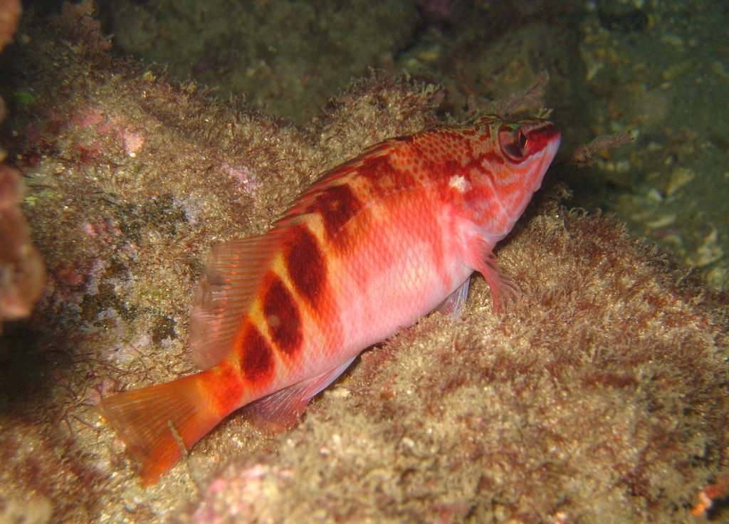 Australian half-banded seaperch (Hypoplectrodes maccullochi)