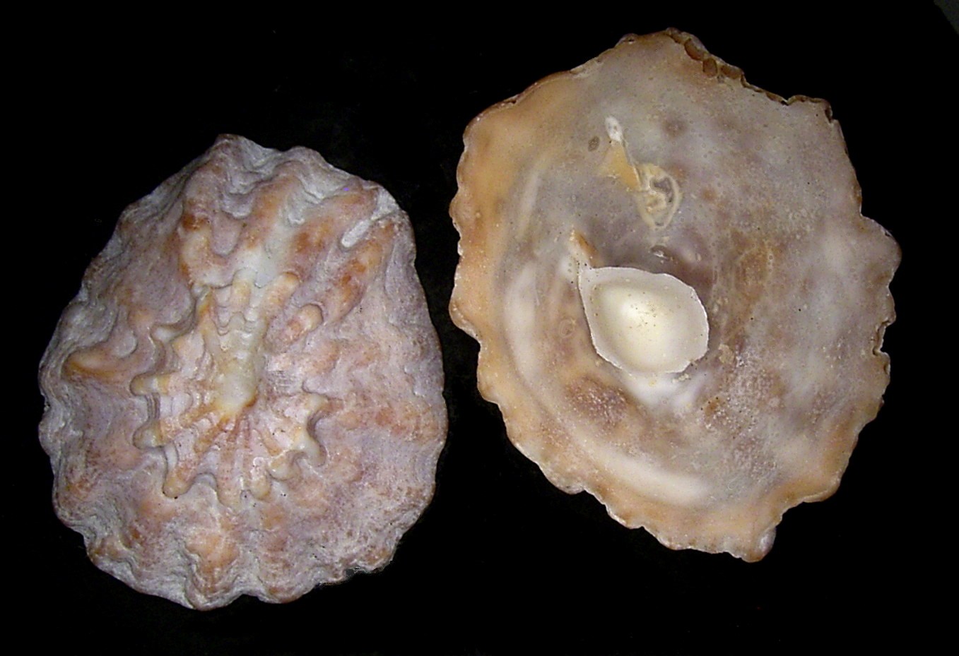 Cup-and-saucer snails (Crucibulum)