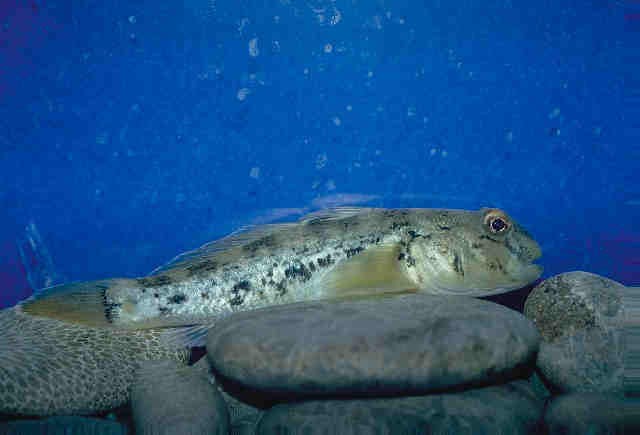 黑口鰕虎魚 (Neogobius melanostomus)