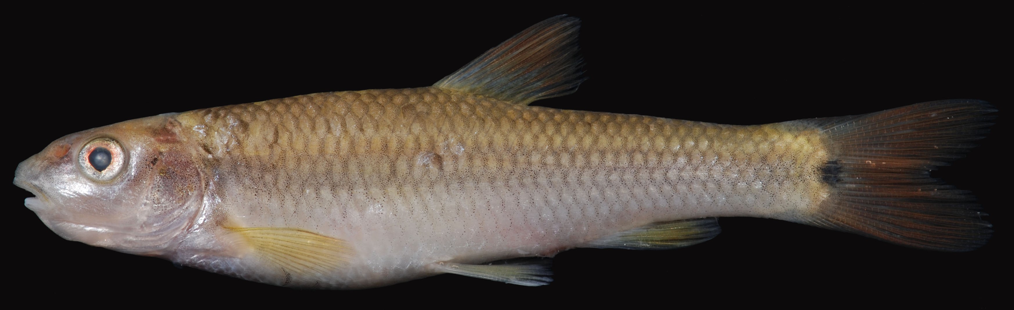 Bluehead chub (Nocomis leptocephalus)