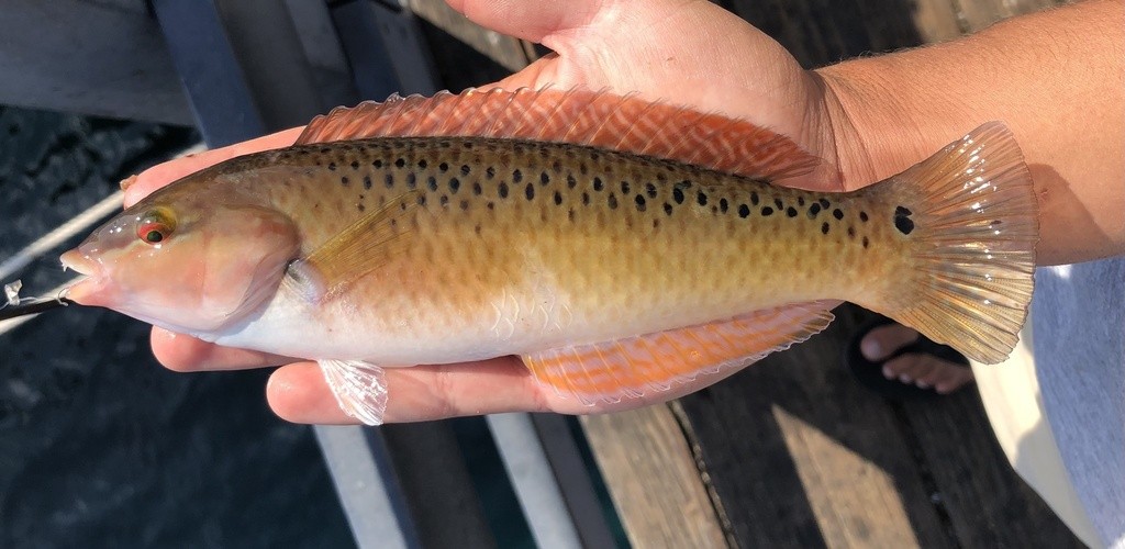 Rock wrasse (Halichoeres semicinctus)