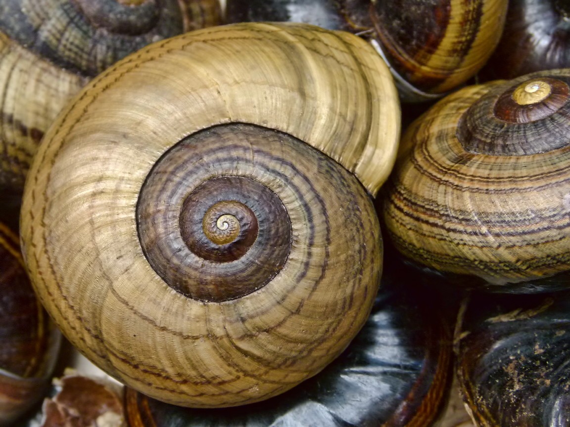 Carnivorous land snails (Powelliphanta)