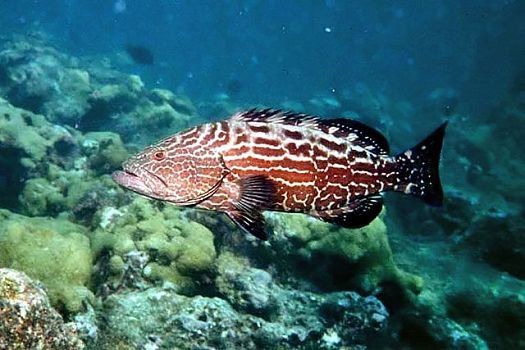 Black grouper (Mycteroperca bonaci)