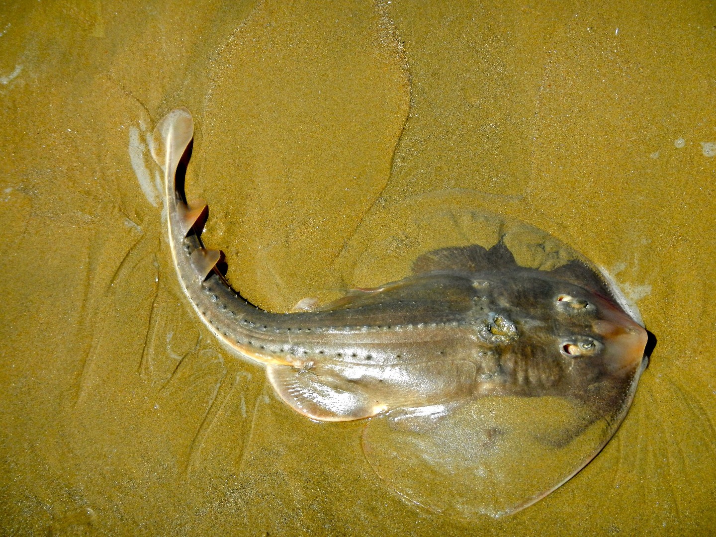 Poisson-guitare épineux (Platyrhinoidis triseriata)