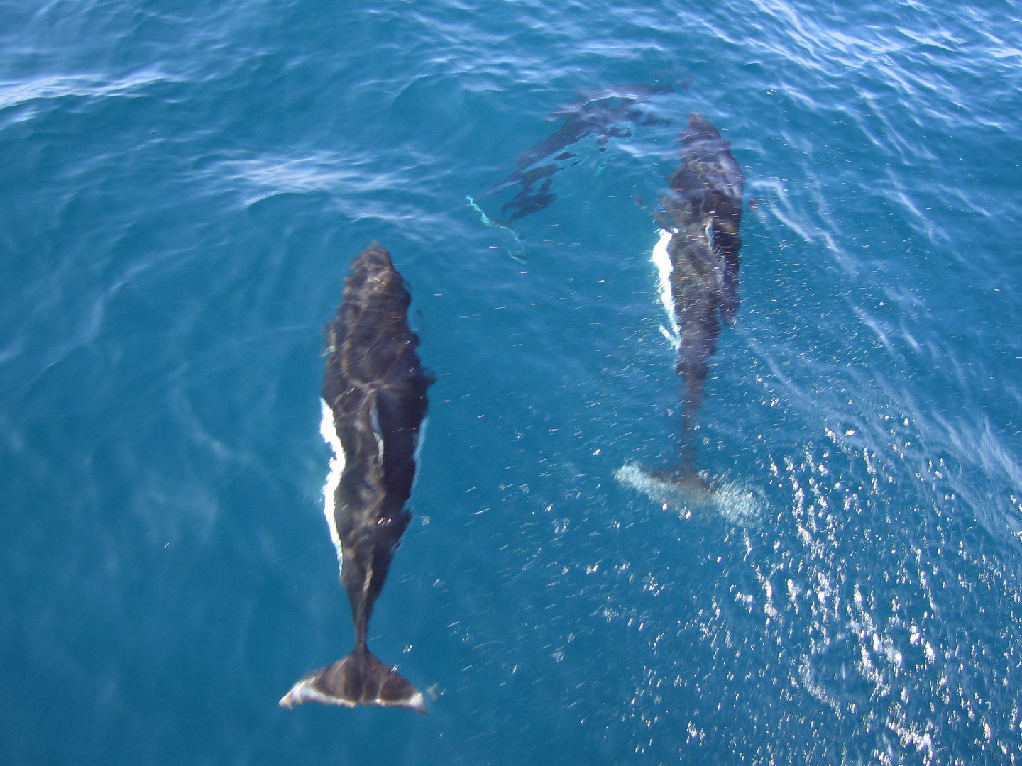 Dall's porpoises (Phocoenoides)