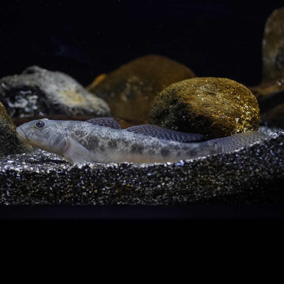 黃鰭刺鰕虎魚 (Acanthogobius flavimanus)