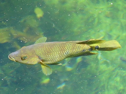 Schwanzfleckbuntbarsch (Mayaheros urophthalmus)