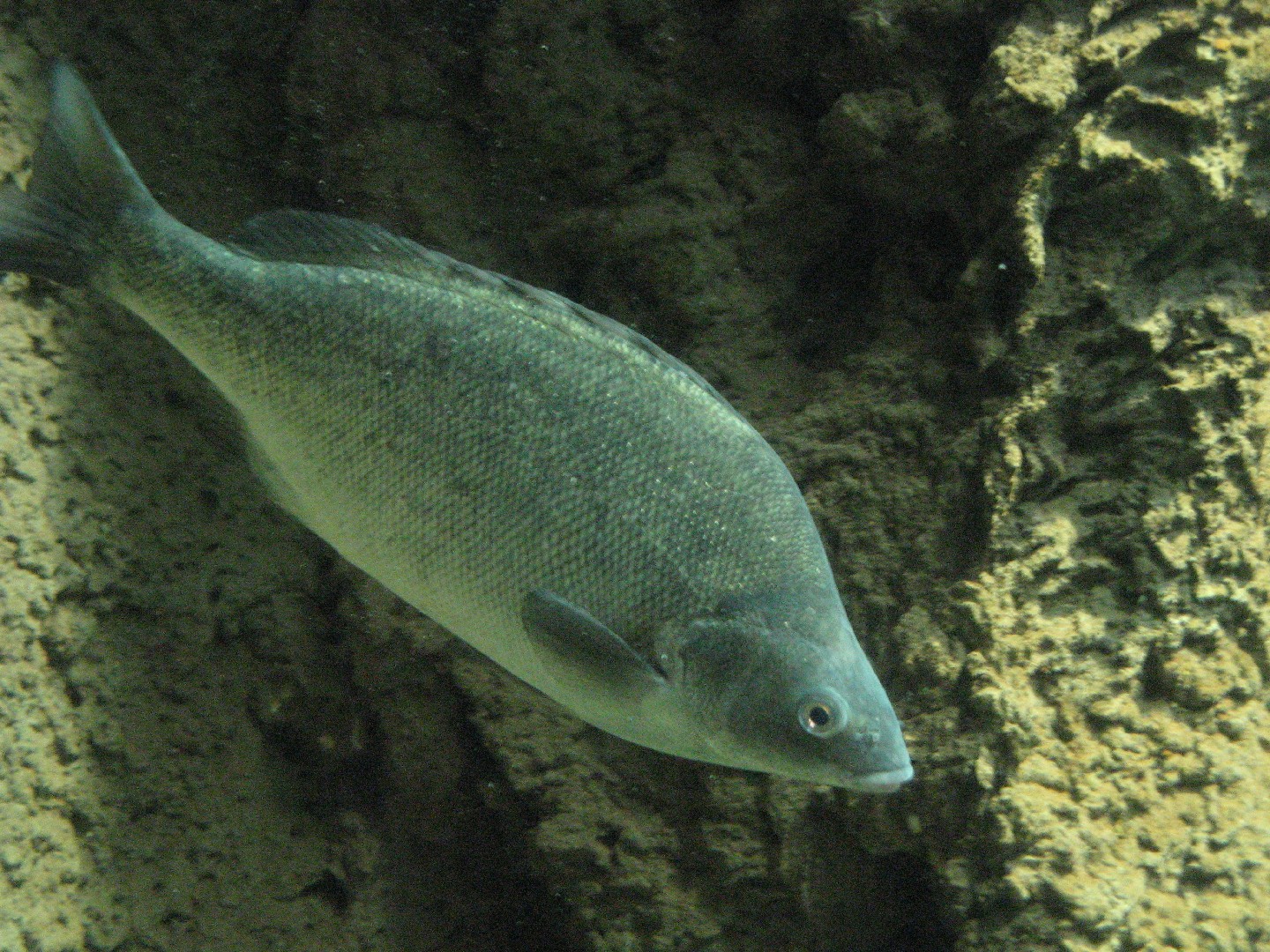 Bidyanus bidyanus (Bidyanus bidyanus)