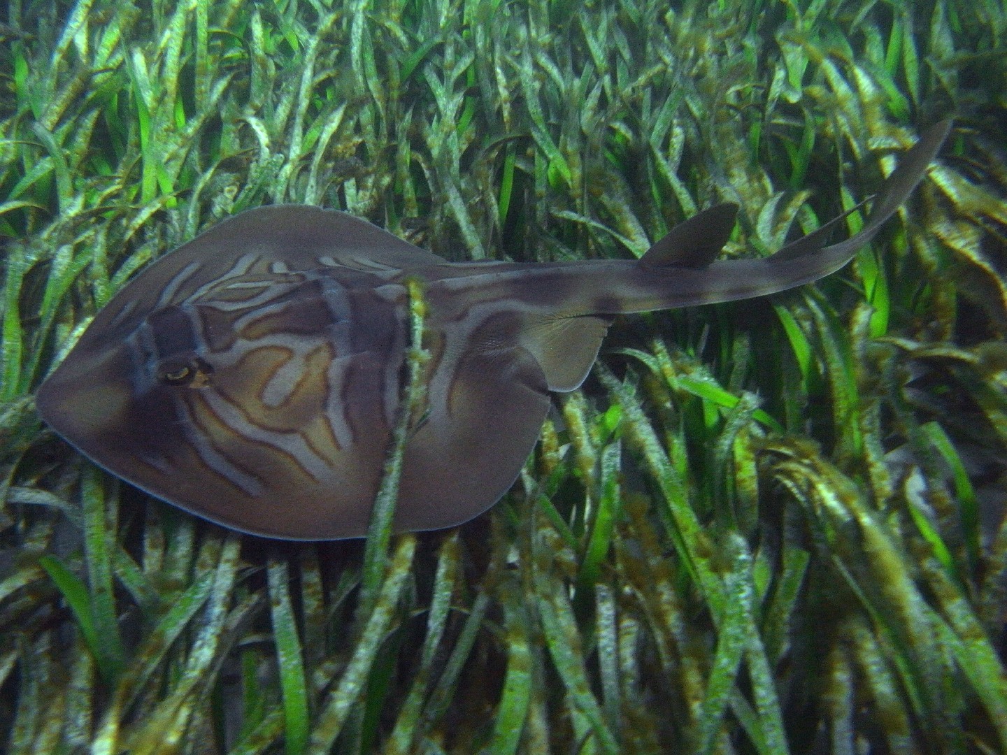 斑紋南犁頭鰩 (Trygonorrhina fasciata)