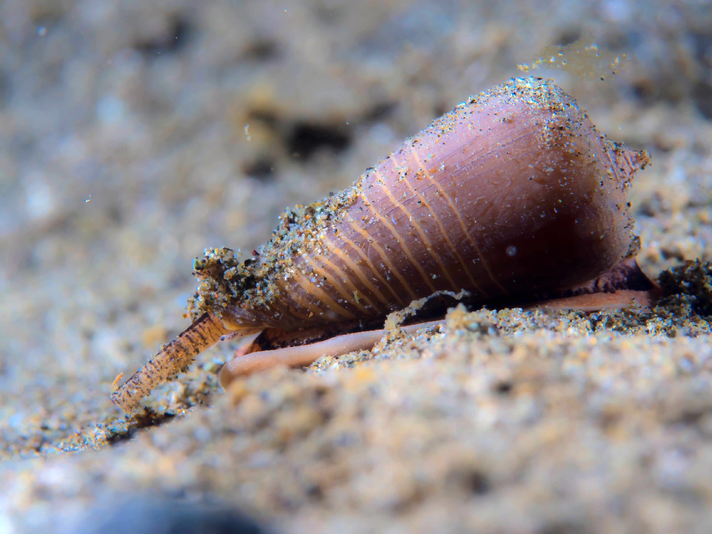 Conus radiatus (Conus radiatus)