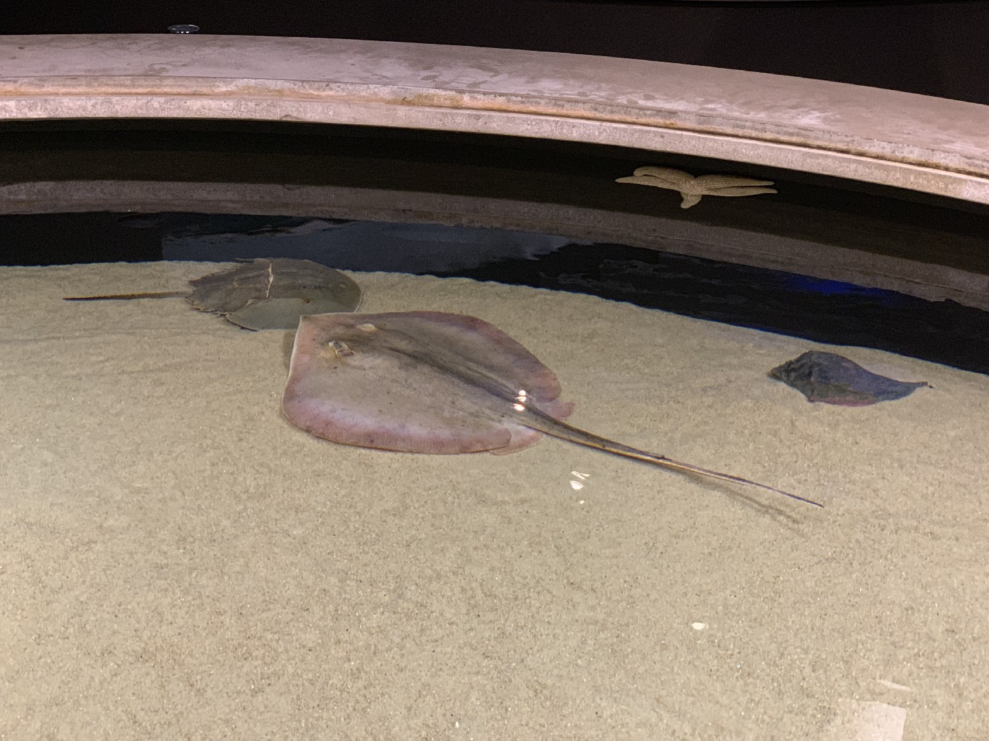 Atlantic stingray (Hypanus sabinus)