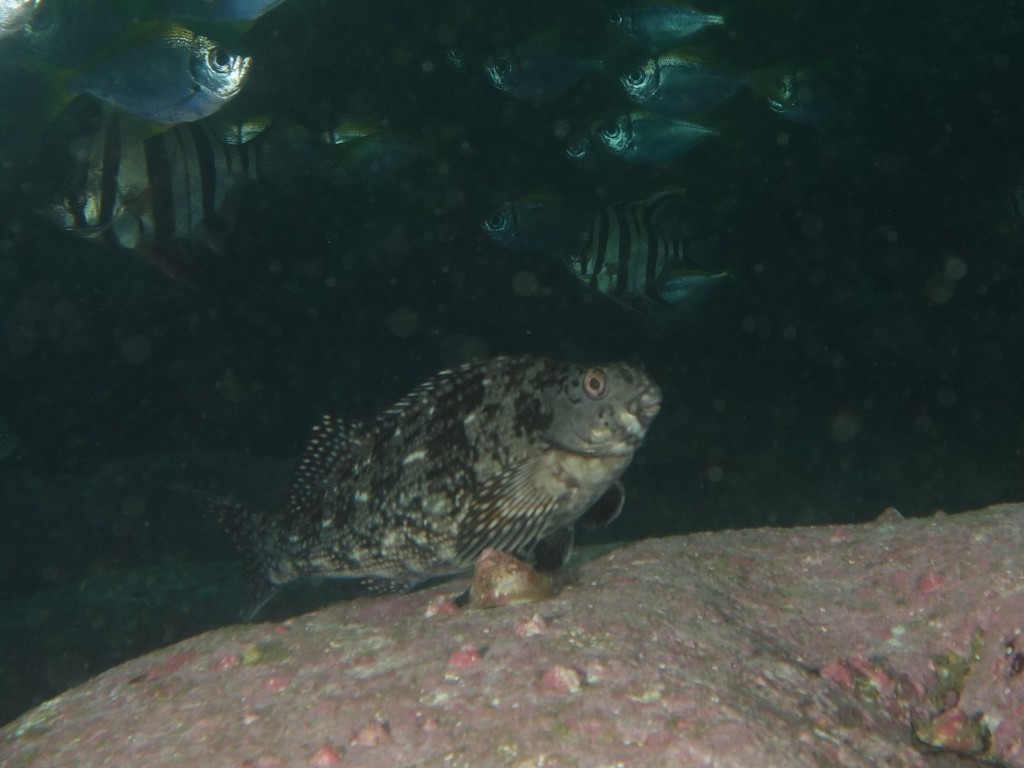 Aplodactylus lophodon (Aplodactylus lophodon)