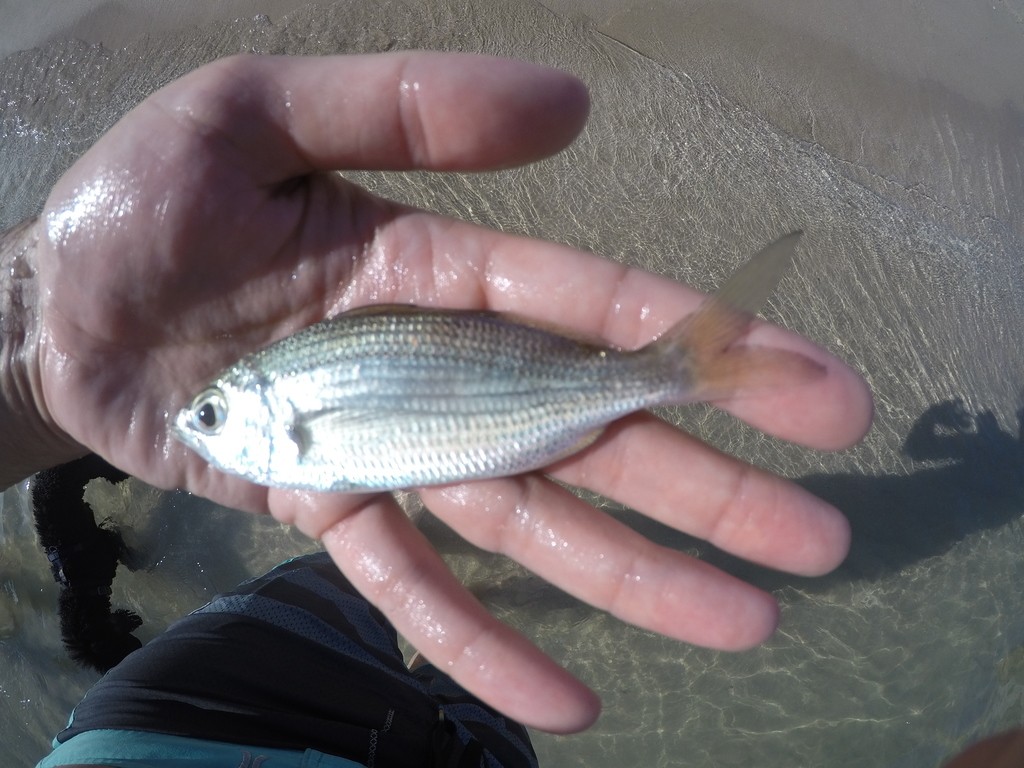 Mojarras (Eucinostomus)