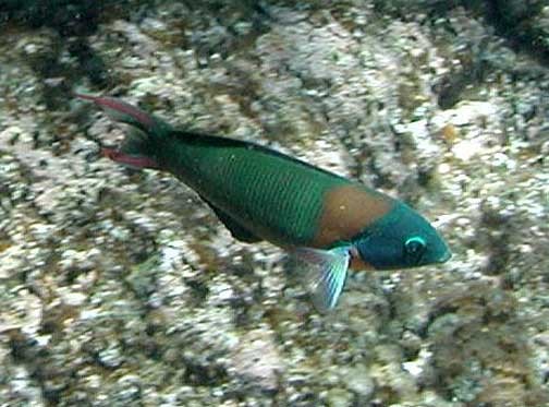 Duperreys junker (Thalassoma duperrey)