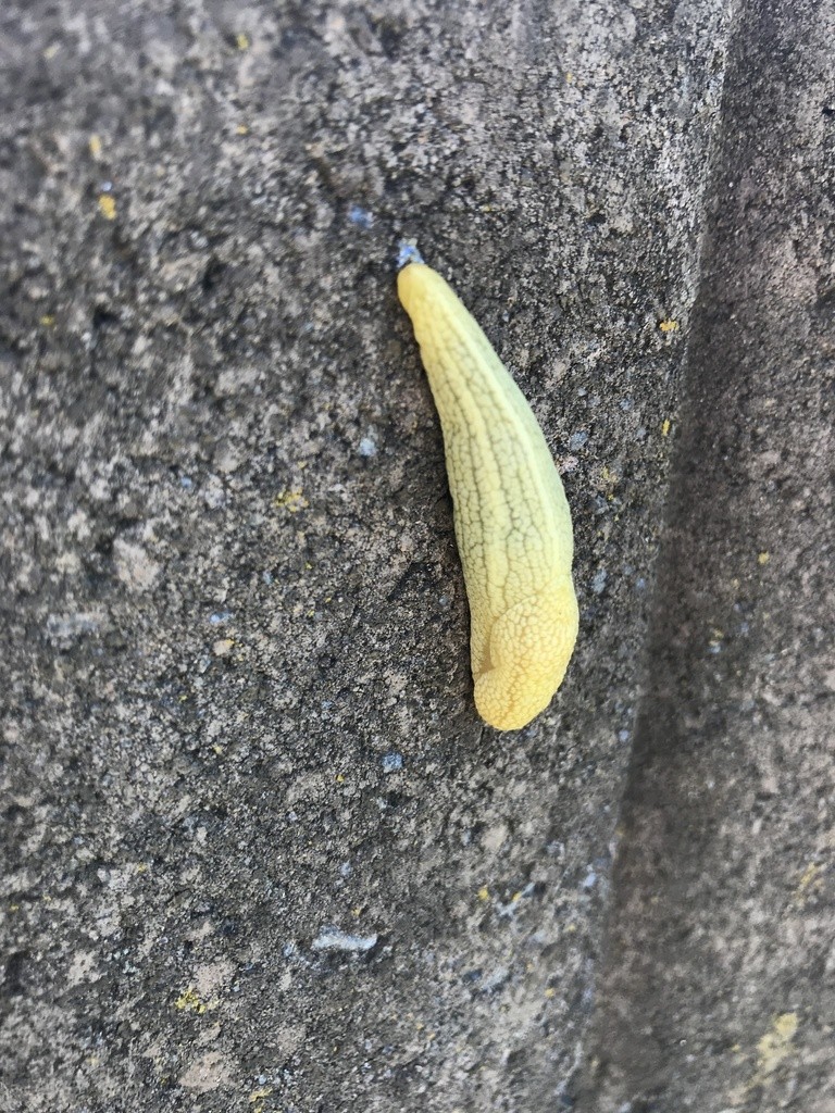 Elisolimax (Elisolimax)