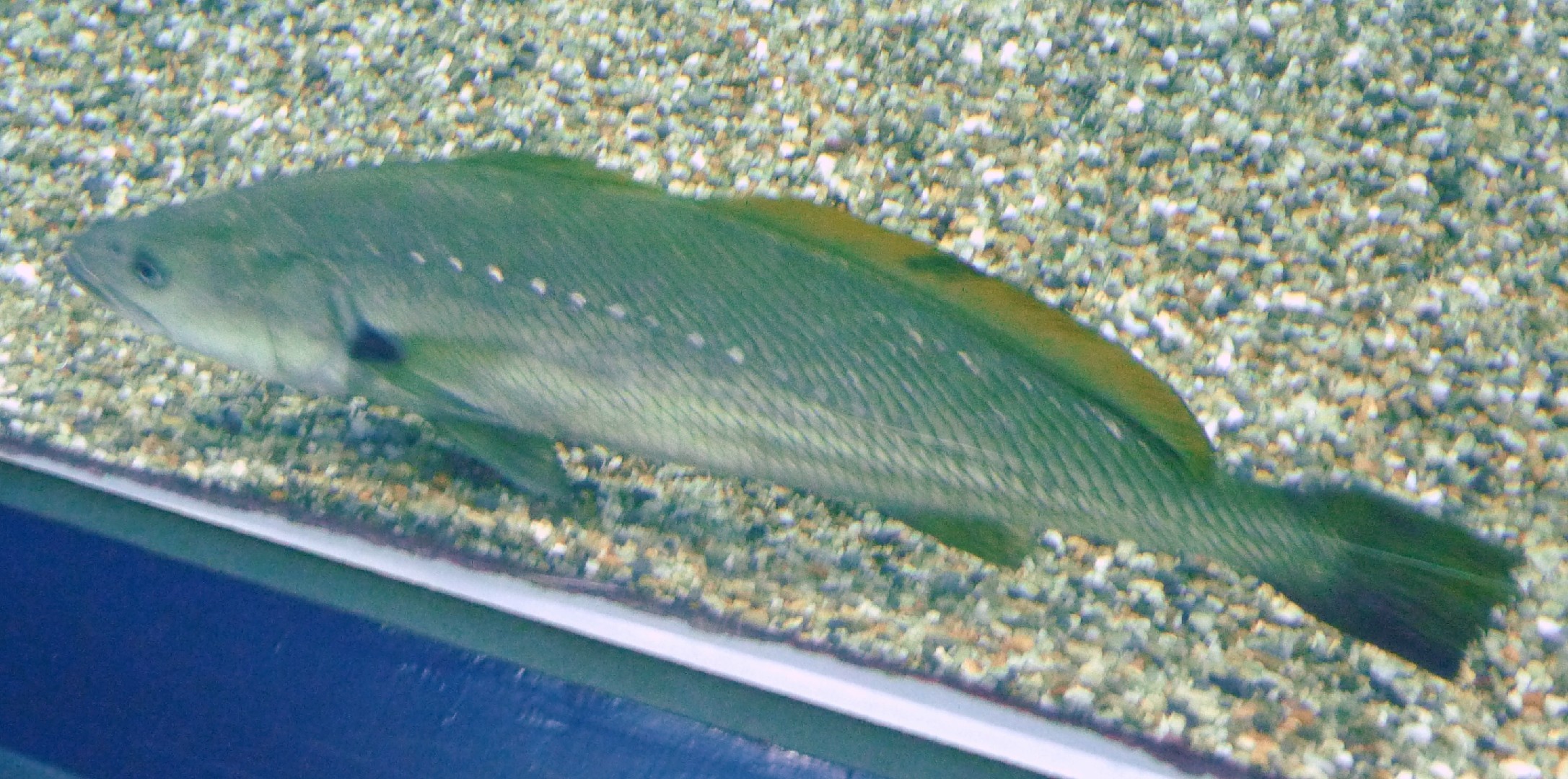 Japanische königsfisch (Argyrosomus japonicus)