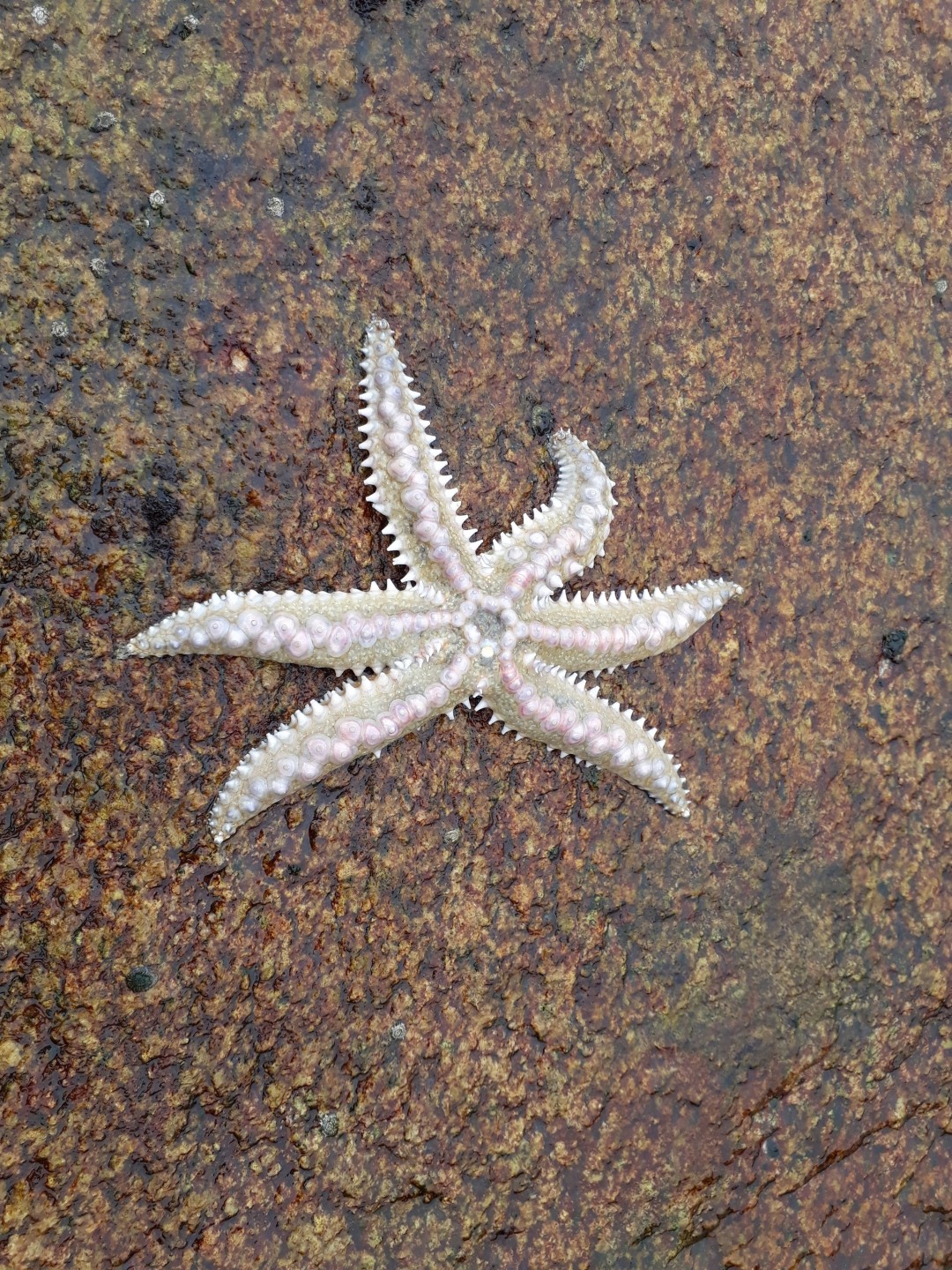 Gran estrella espinosa (Meyenaster gelatinosus)