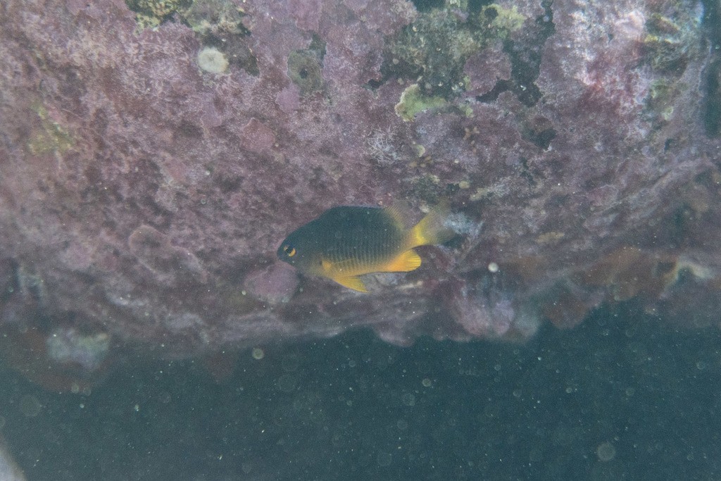 Gregory fishes (Stegastes)