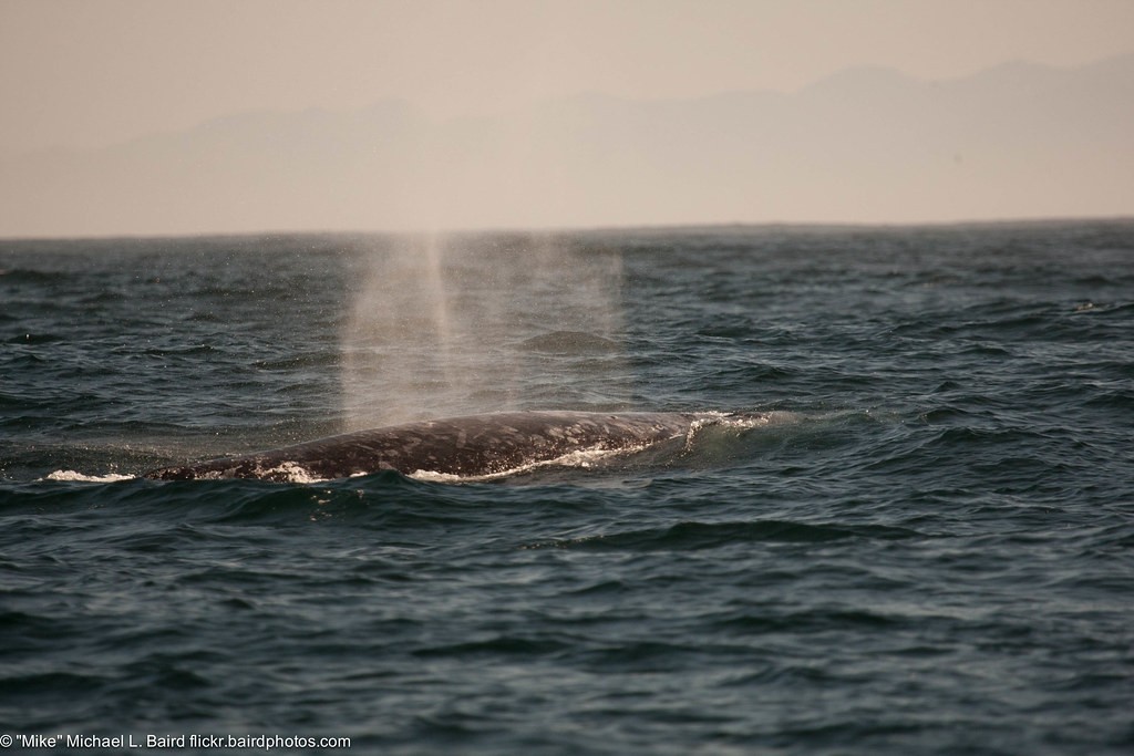 Baleine grise (Eschrichtius robustus)