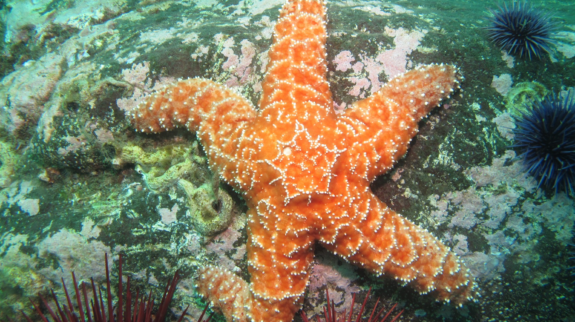 Mottled star (Evasterias troschelii)