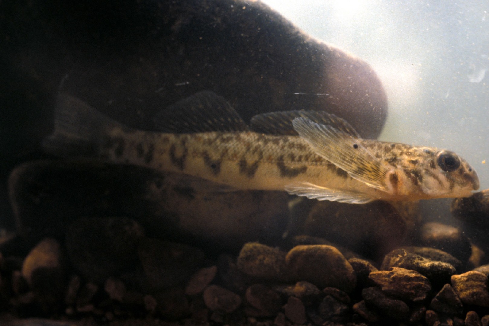 Etheostoma blennioides (Etheostoma blennioides)