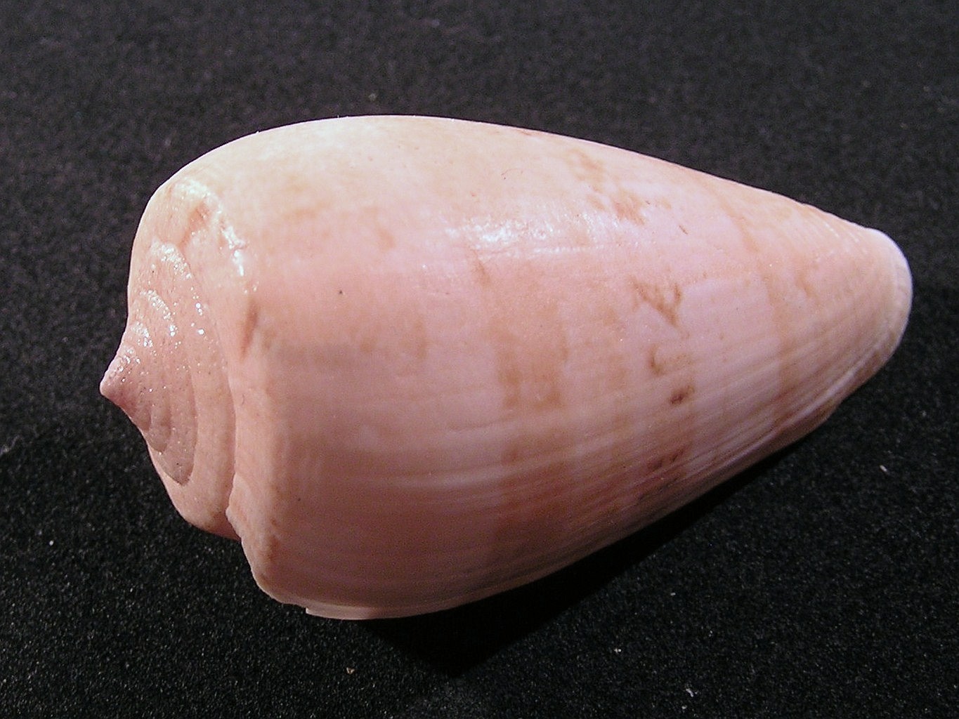 Conus anemone (Conus anemone)