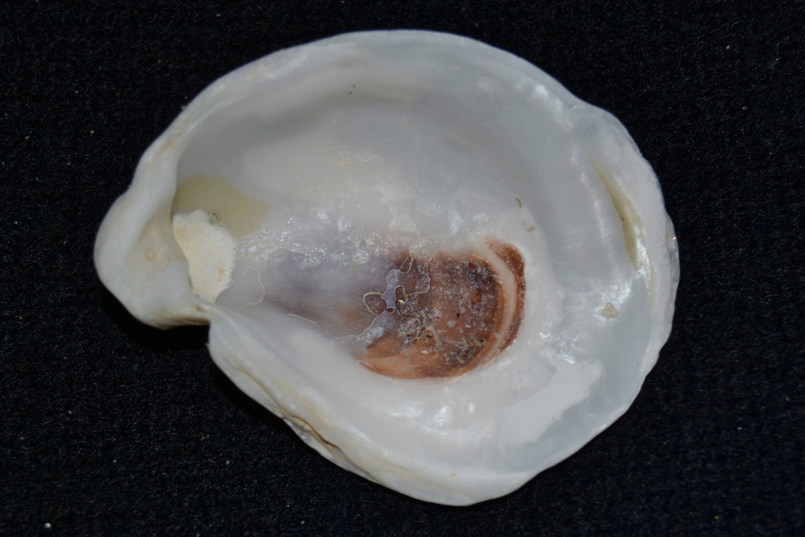 Eastern oyster (Crassostrea virginica)