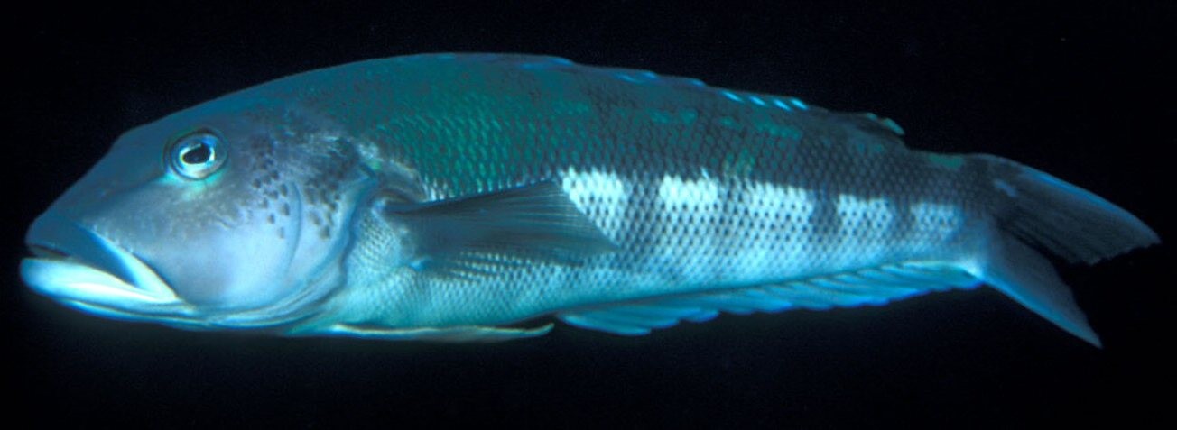 Blue cod bezeichnet (Parapercis colias)