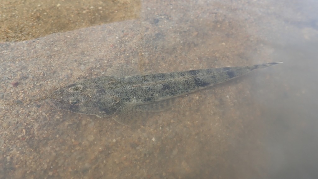 Flathead (Platycephalus)