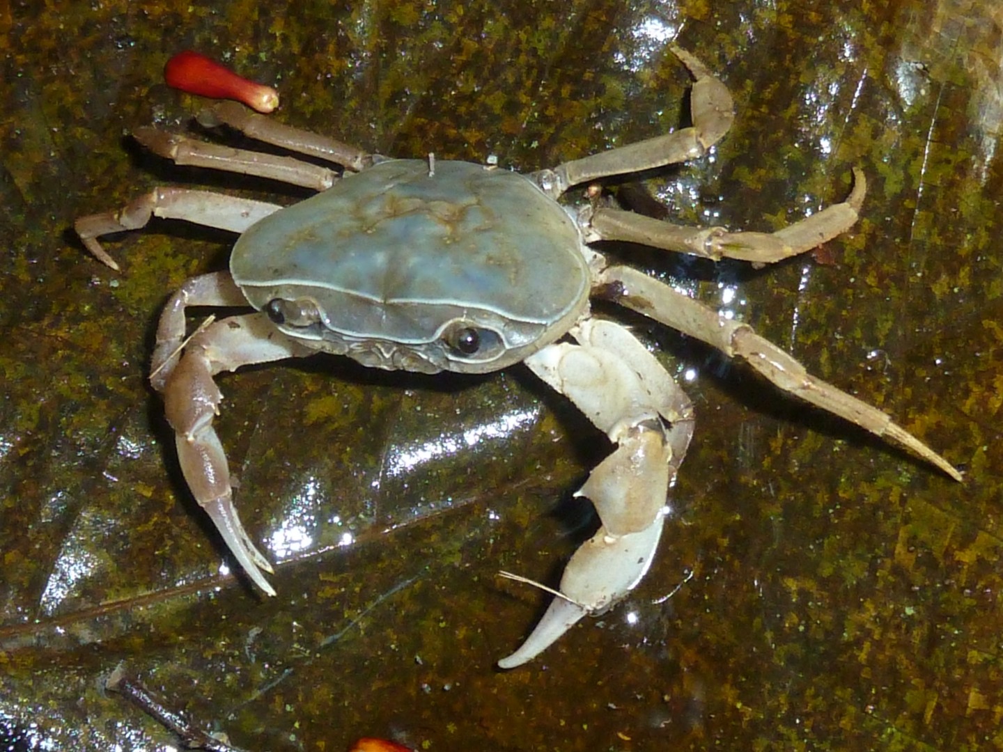 Potamonautes sidneyi (Potamonautes sidneyi)