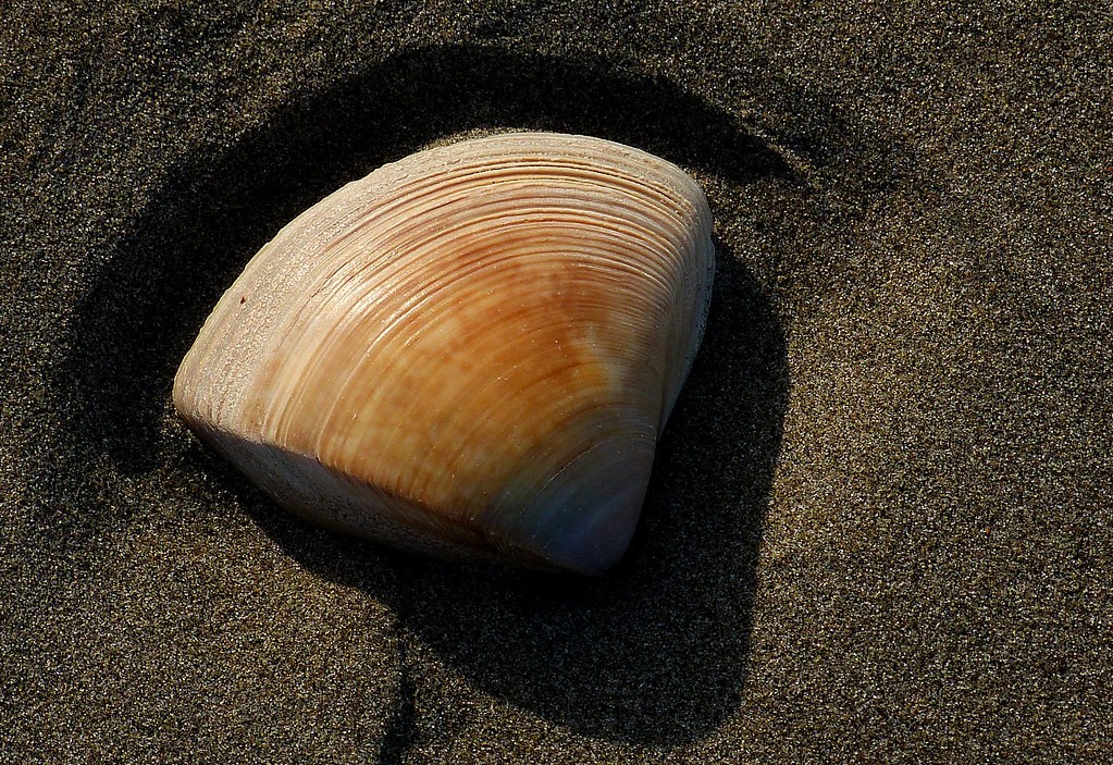 Triangle shell (Crassula aequilatera)