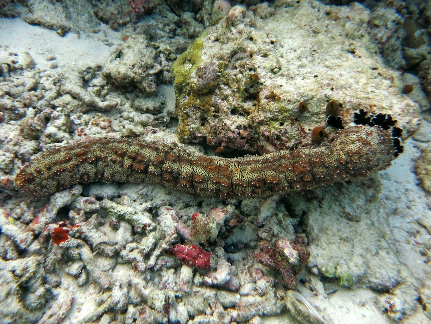 Graeffe's sea cucumber (Pearsonothuria)