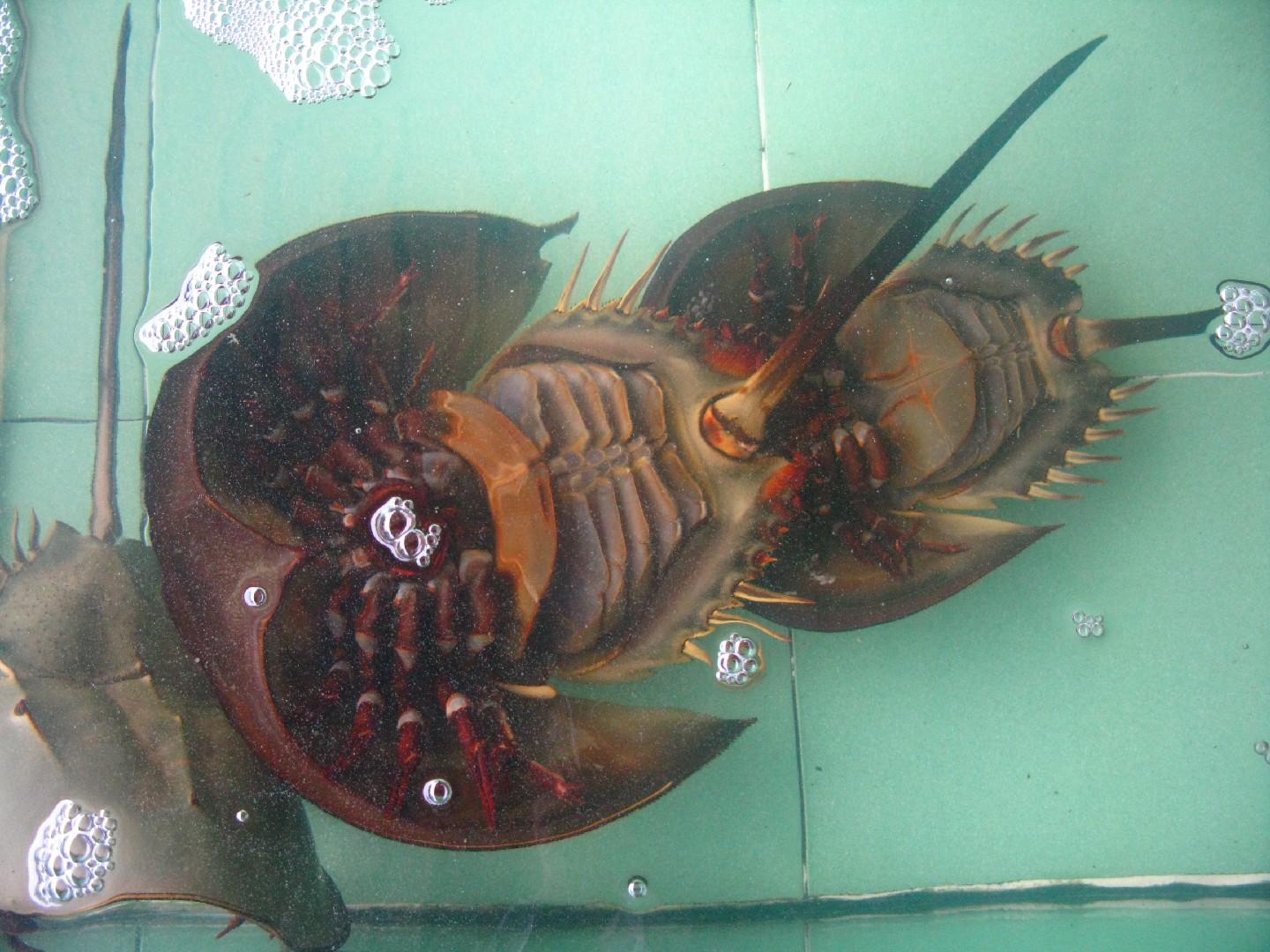 Chinese horseshoe crab (Tachypleus tridentatus)