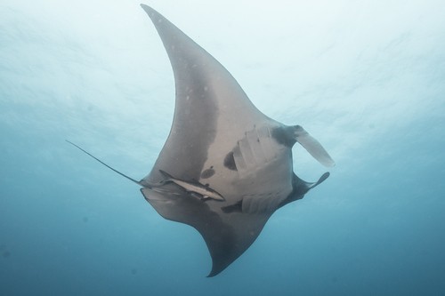 Diavolo di mare (Mobula birostris)