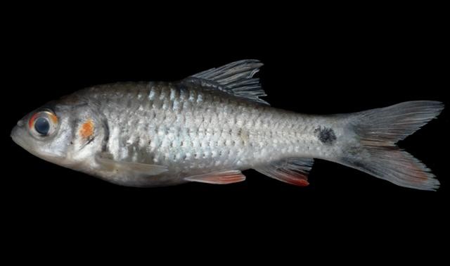 Javean barb (Systomus rubripinnis)