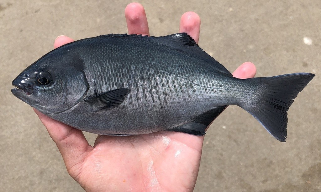 Calicagère demi-lune (Medialuna californiensis)