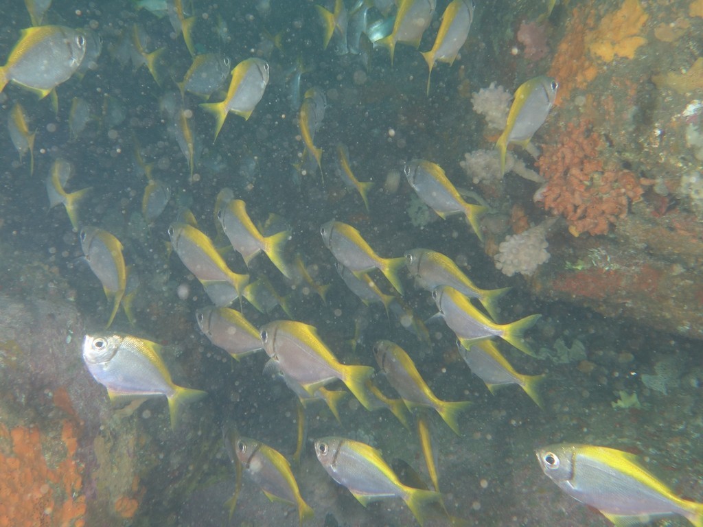 Eastern pomfred (Schuettea scalaripinnis)