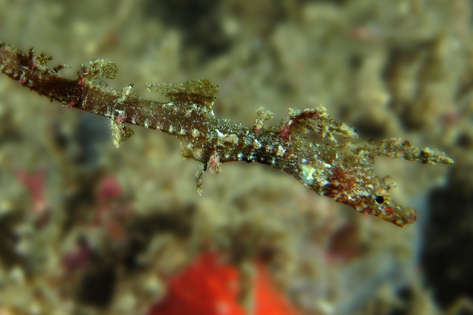 Sydney's pygmy pipehorse (Idiotropiscis lumnitzeri)