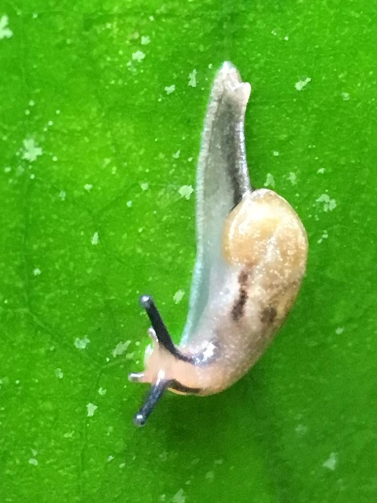 Parmarion martensi (Parmarion martensi)