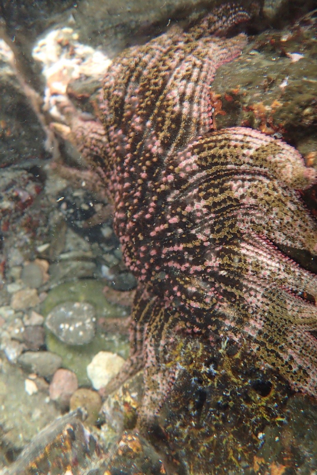 Estrella de mar de golfo (Heliaster kubiniji)