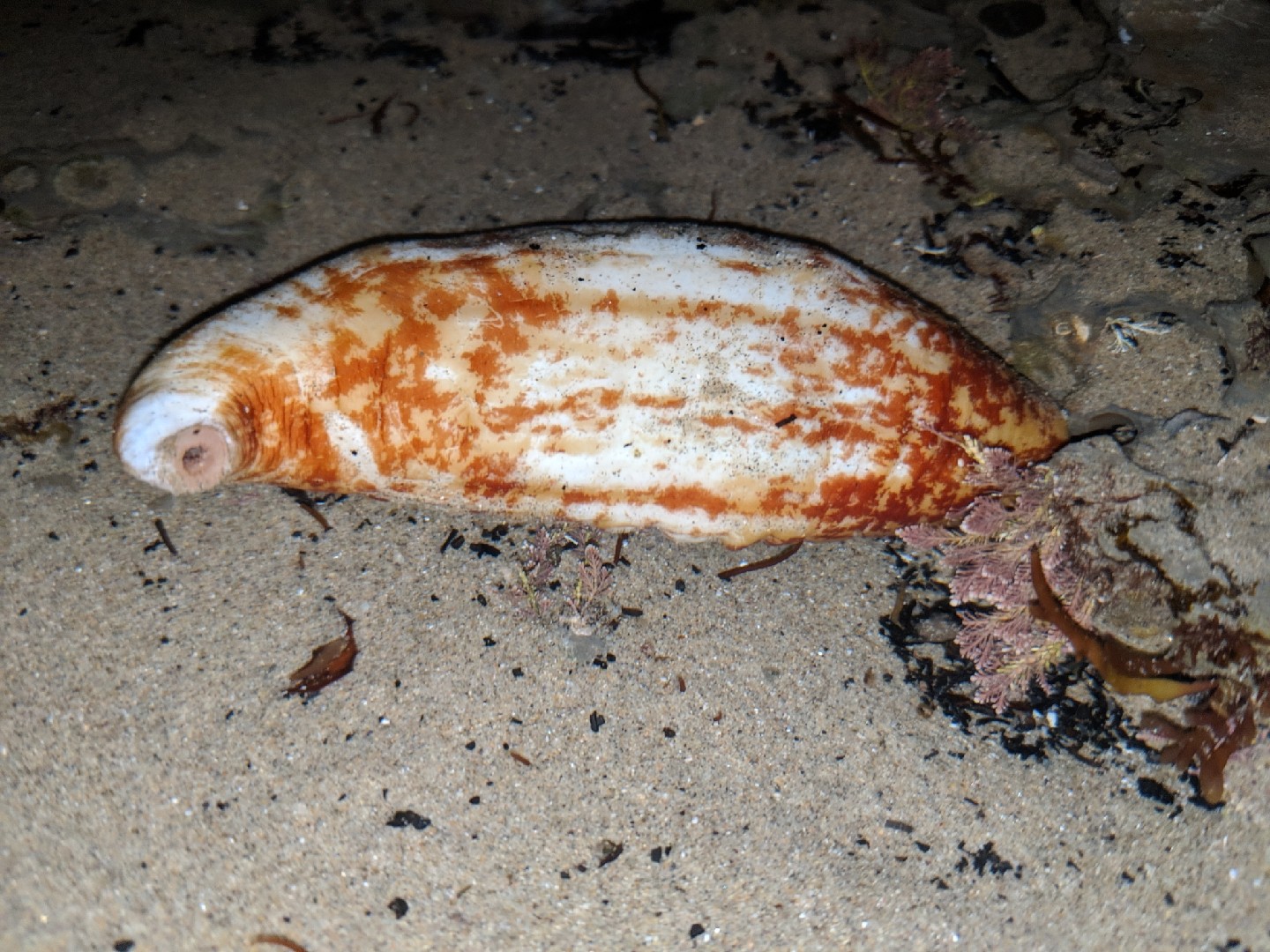 Sweet potato sea cucumber (Molpadia arenicola)