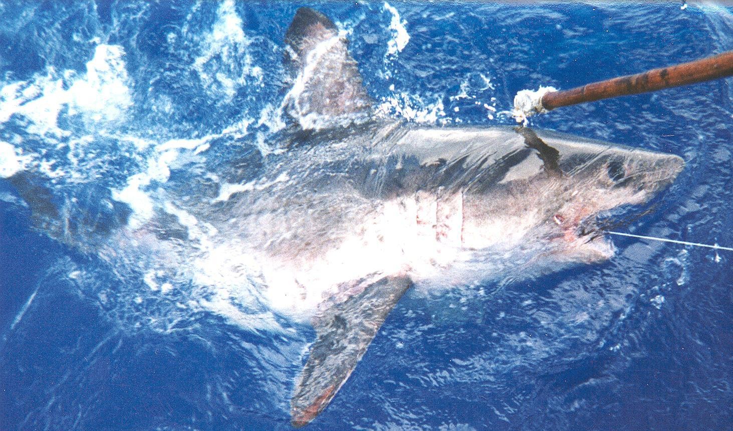 Tubarão-salmão (Lamna ditropis)