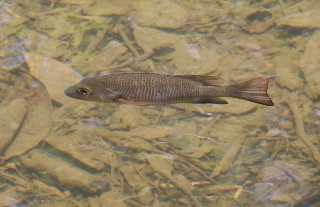 Mangrove red snapper (Lutjanus argentimaculatus)