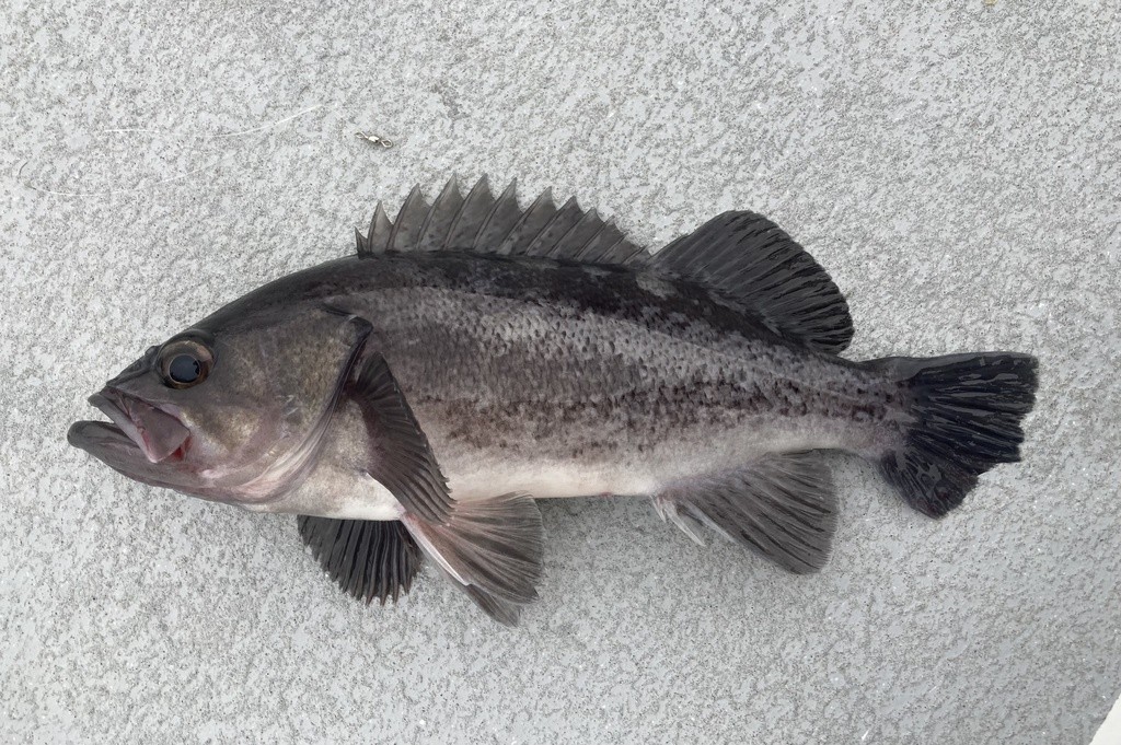 Black rockfish (Sebastes melanops)