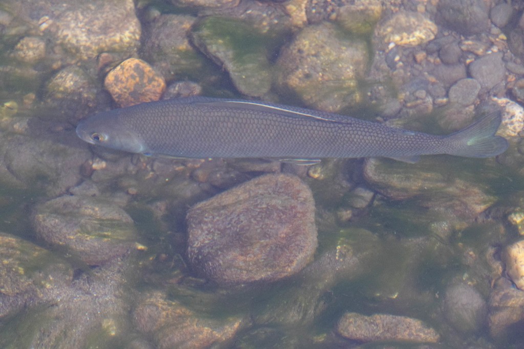 北極茴魚 (Thymallus arcticus)