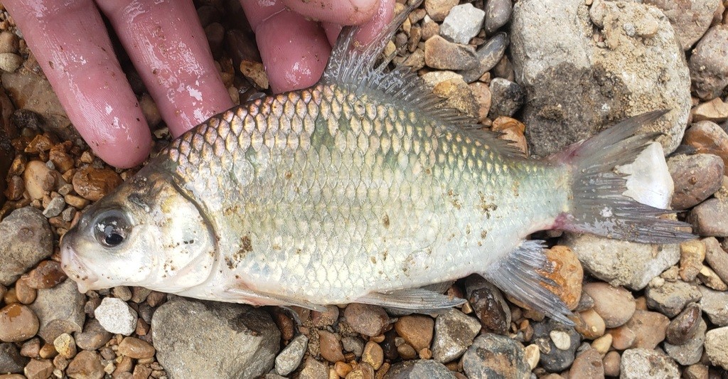 Smallmouth buffalo (Ictiobus bubalus)