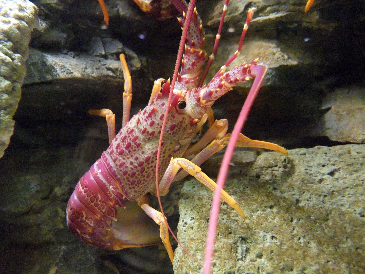 ミナミイセエビ (Jasus edwardsii)