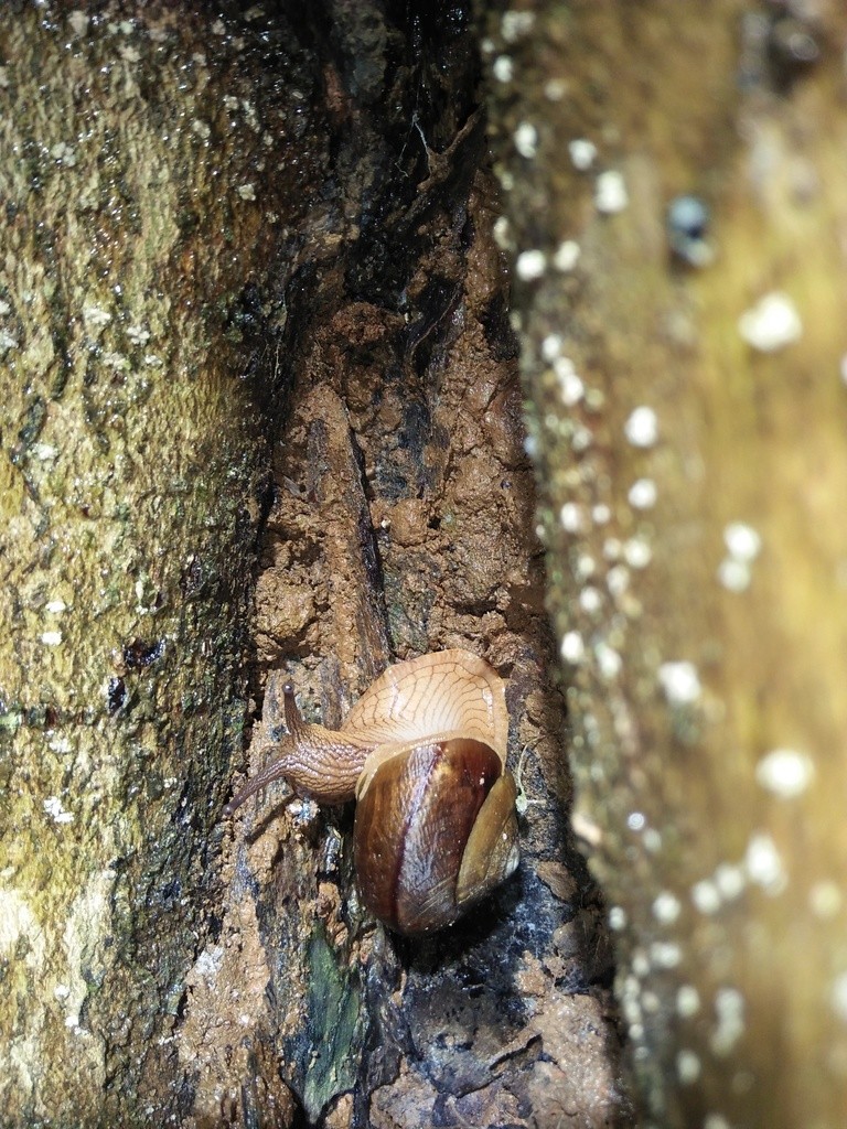 Hemiplecta (Hemiplecta)